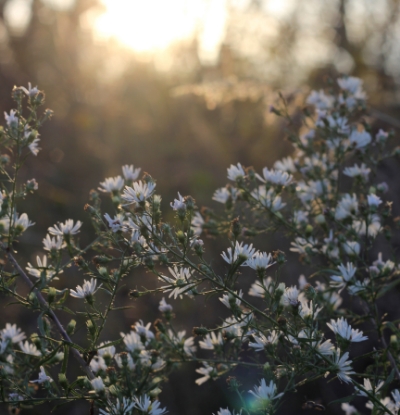 Fleurs