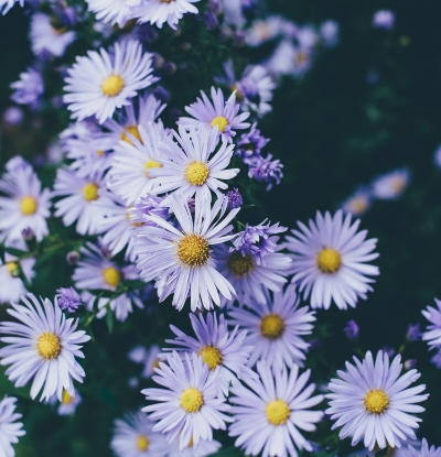 Fleurs violette